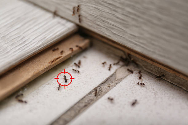Best Flea Control Services  in Cedar Lake, IN
