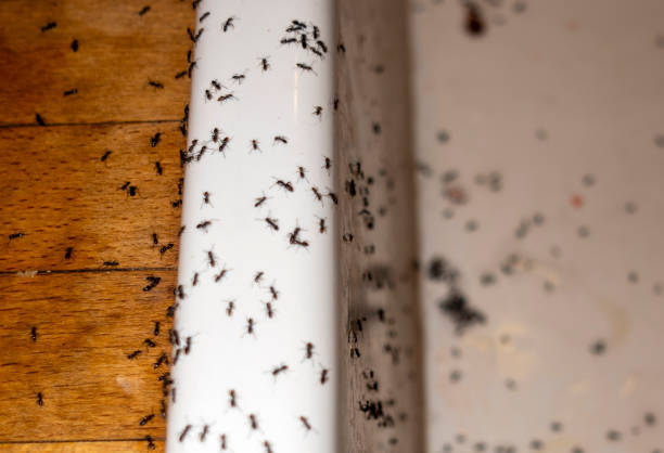 Best Local Pest Control Services  in Cedar Lake, IN