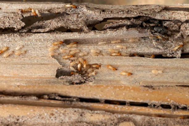 Best Pest Control Near Me in Cedar Lake, IN